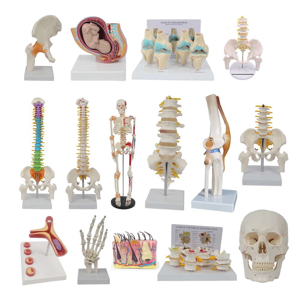 Outils d'enseignement médical, - Examination Bed Medical avis et prix