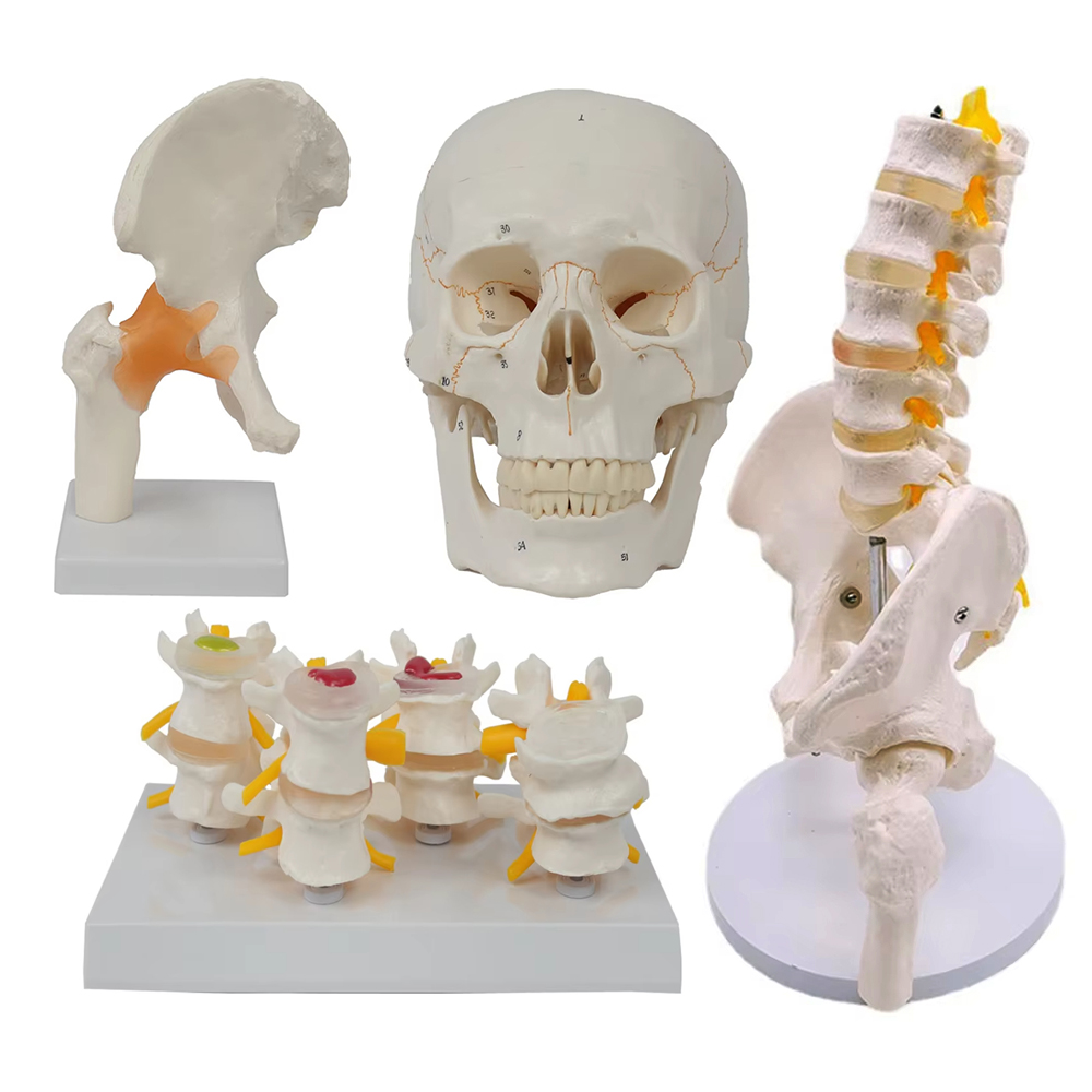 Outils d'enseignement médical, - Examination Bed Medical avis et prix